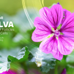 ProliCell Malva