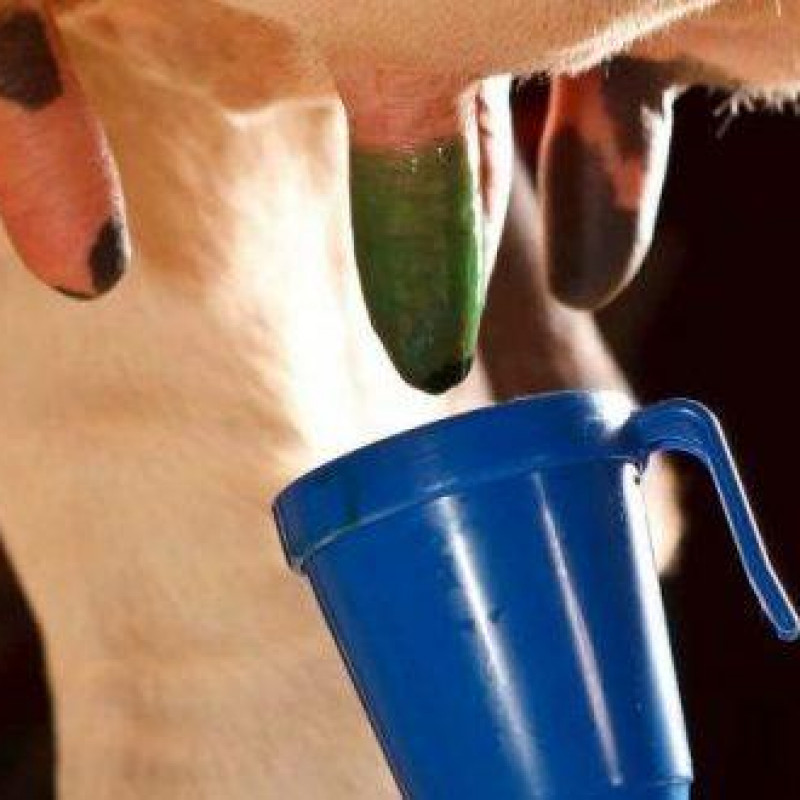 After Milking Lactic Acid Based Udder Hygiene Liquid